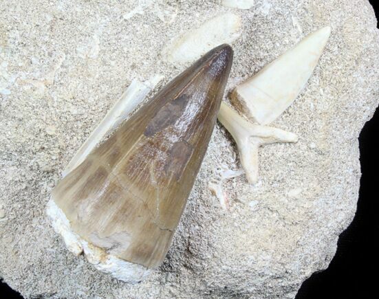 Mosasaur Tooth With Shark & Fish Tooth - Excellent Prep #77977